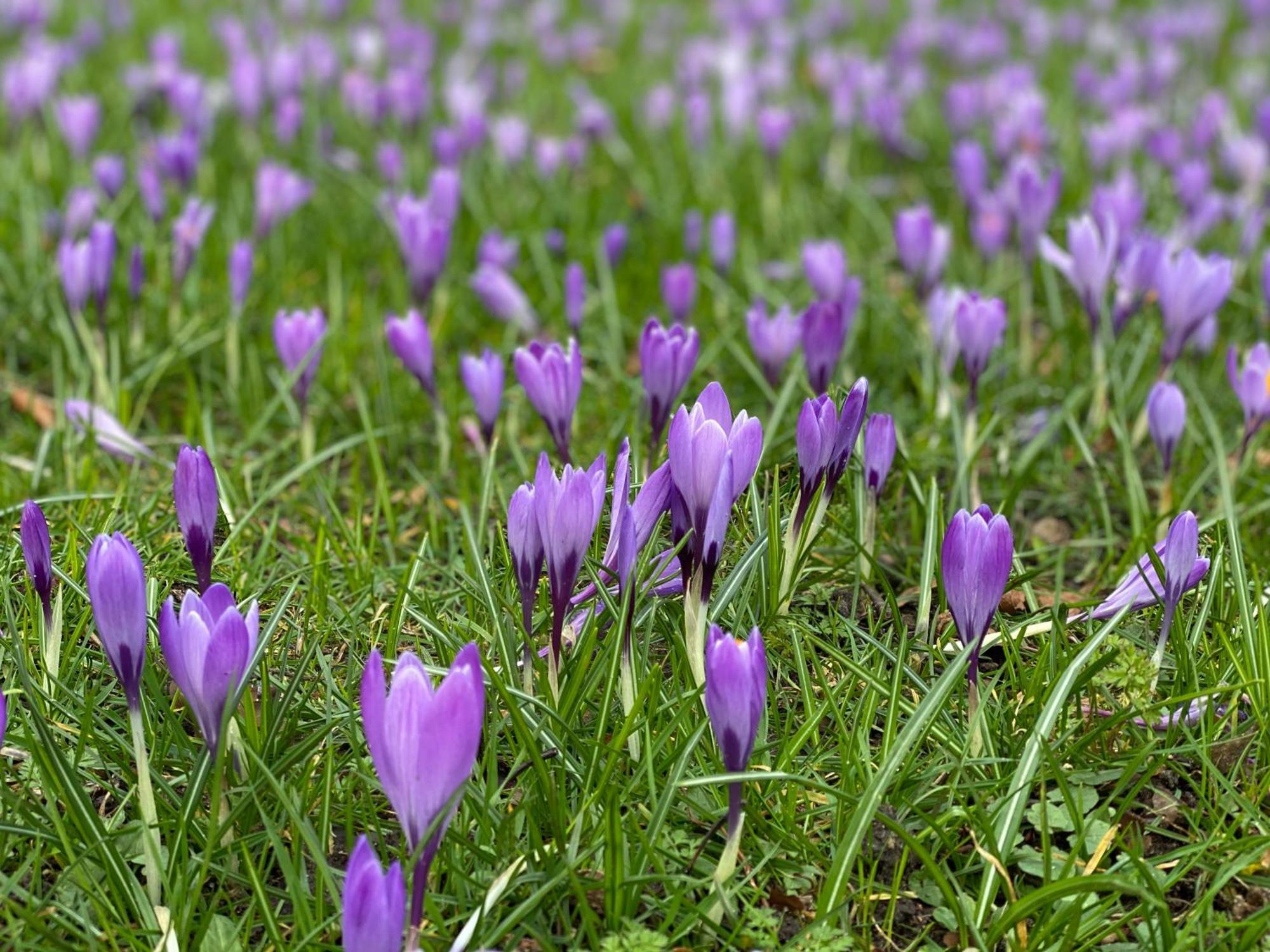 To Huus Bi De Tine * Husum (Schleswig-Holstein)